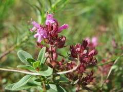 Thymus serpyllum