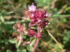 Thymus serpyllum