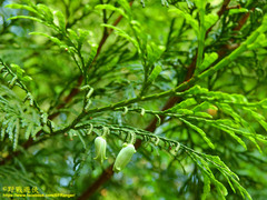 Calocedrus formosana