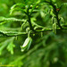 Calocedrus formosana - Photo (c) Kinmatsu Lin, algunos derechos reservados (CC BY-NC), subido por Kinmatsu Lin