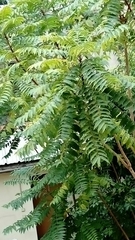 Ailanthus altissima