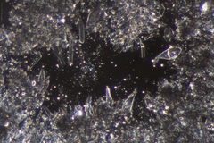 Macrocystidia cucumis latifolia