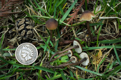 Macrocystidia cucumis latifolia