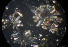 Macrocystidia cucumis latifolia