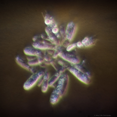 Macrocystidia cucumis latifolia