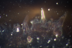 Macrocystidia cucumis latifolia