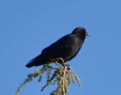 Corvus brachyrhynchos