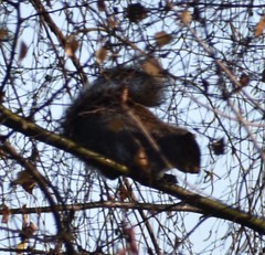 Sciurus carolinensis