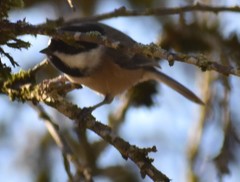 Poecile atricapillus