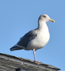 Larus glaucescens × occidentalis