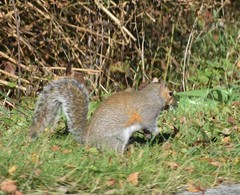 Sciurus carolinensis