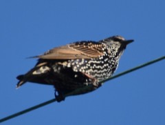 Sturnus vulgaris