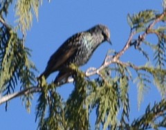 Sturnus vulgaris