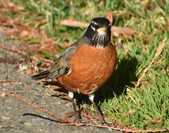 Turdus migratorius