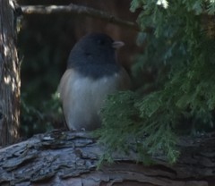 Junco hyemalis