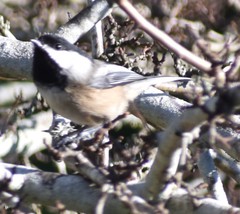 Poecile atricapillus