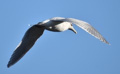 Larus
