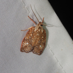 Euchaetis metallota
