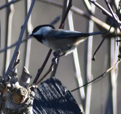 Poecile atricapillus