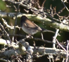 Junco hyemalis