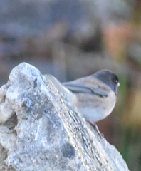 Junco hyemalis