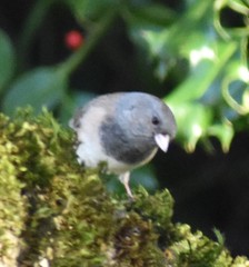Junco hyemalis