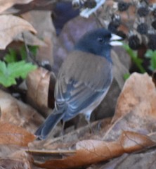 Junco hyemalis