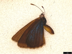 Zizina otis labradus