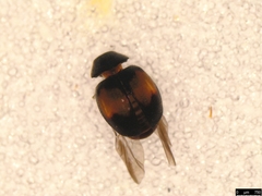 Diomus notescens