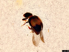 Diomus notescens
