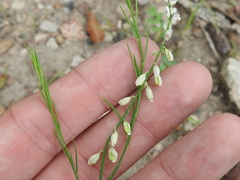 Polygala hemipterocarpa