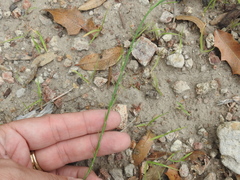 Polygala hemipterocarpa