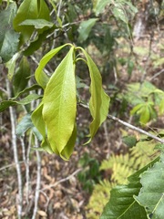 Denhamia celastroides