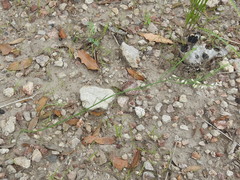 Polygala hemipterocarpa
