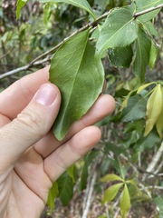 Denhamia celastroides