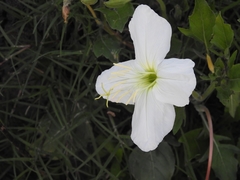 Oenothera centaurifolia