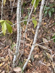 Denhamia celastroides