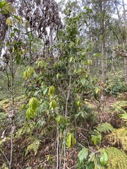 Denhamia celastroides