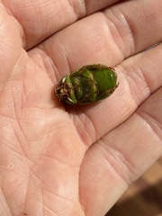 Anoplognathus prasinus