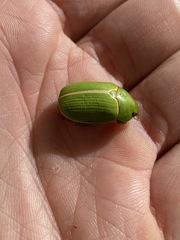 Anoplognathus prasinus