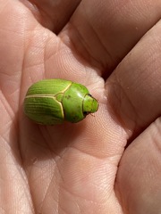 Anoplognathus prasinus