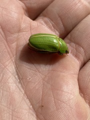 Anoplognathus prasinus