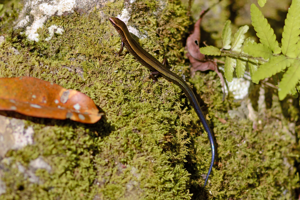 Barbour's Ground Skink