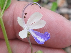 Trichostema arizonicum