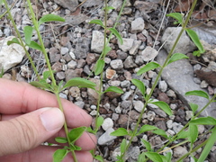 Trichostema arizonicum