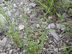 Trichostema arizonicum