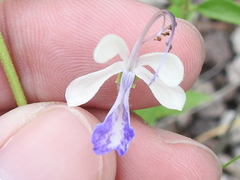 Trichostema arizonicum