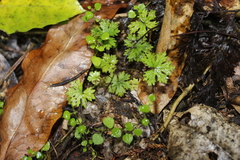 Hydrocotyle dissecta