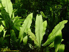 Microsorum membranaceum