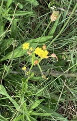 Adenosepalum